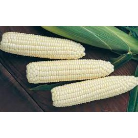 GMO White Corn (Deposit for Enquiry)