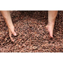 Peru Cocoa Beans (Deposit for Enquiry)